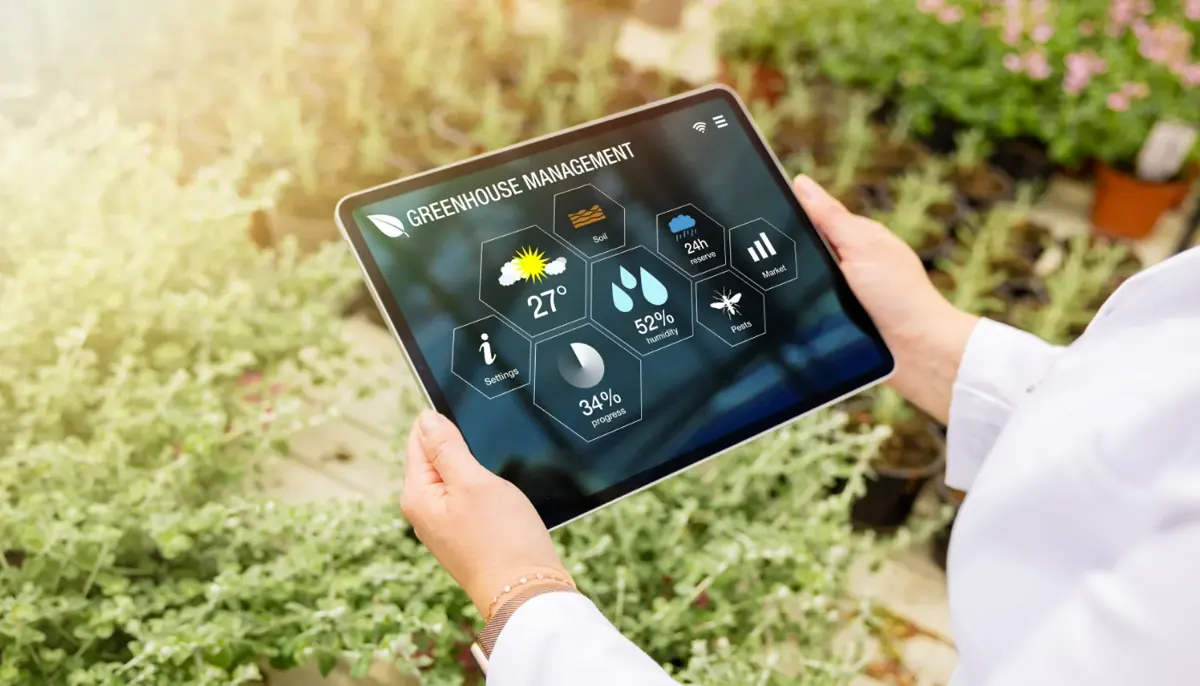 Farmers Use Weather Forecast To Plant Or Harvest Crops